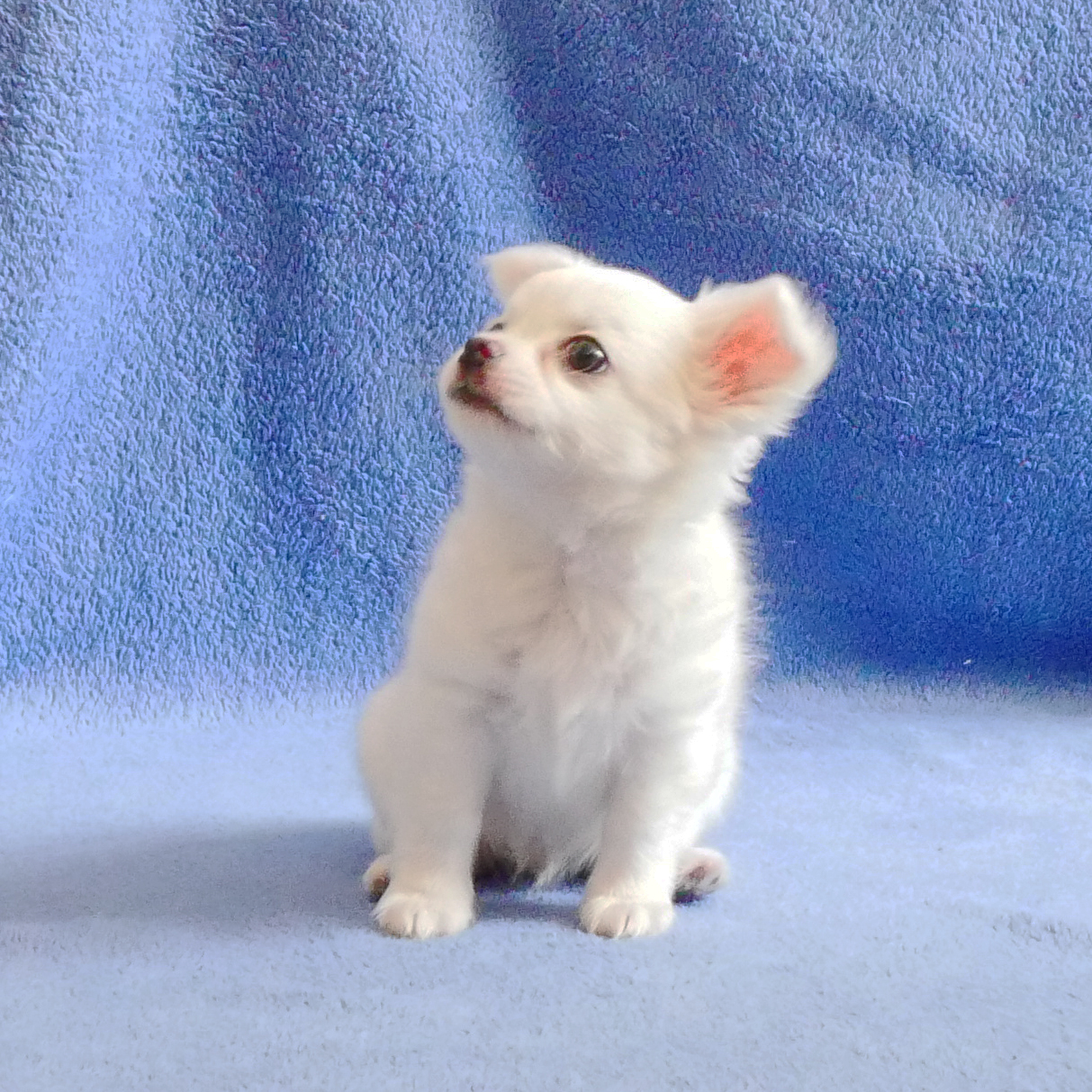 Corci (Ghost) - 2026-08-16
