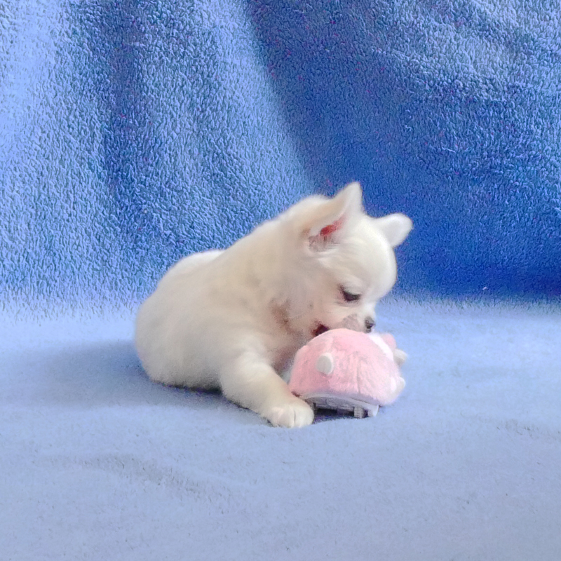 Yuki - 2026-08-16